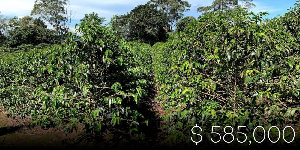 La Planada Coffee Land ($ 585,000)